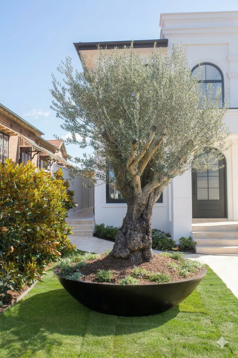Large Low Bowl Planters Sydney | Giant Wok Statement Planters for Feature Trees in Australia