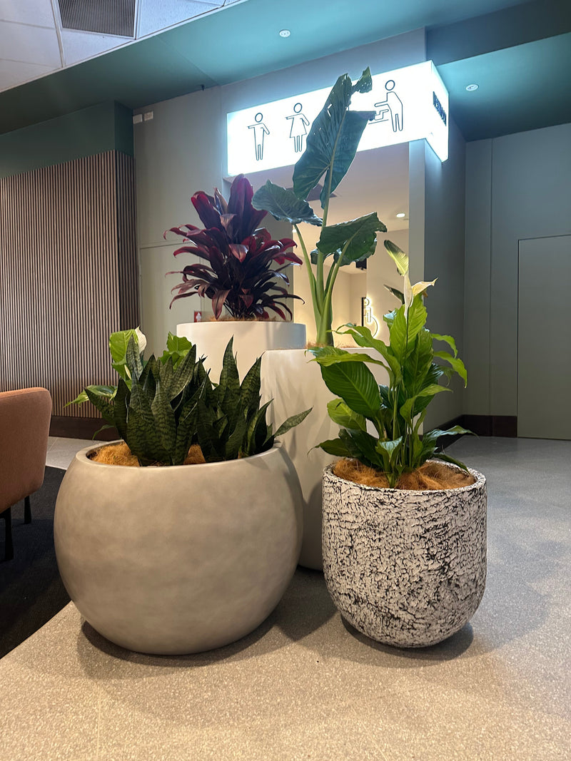 Designer Pots at Marconi Club I Commercial Planters Sydney