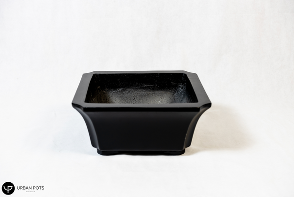 Bonsai Square