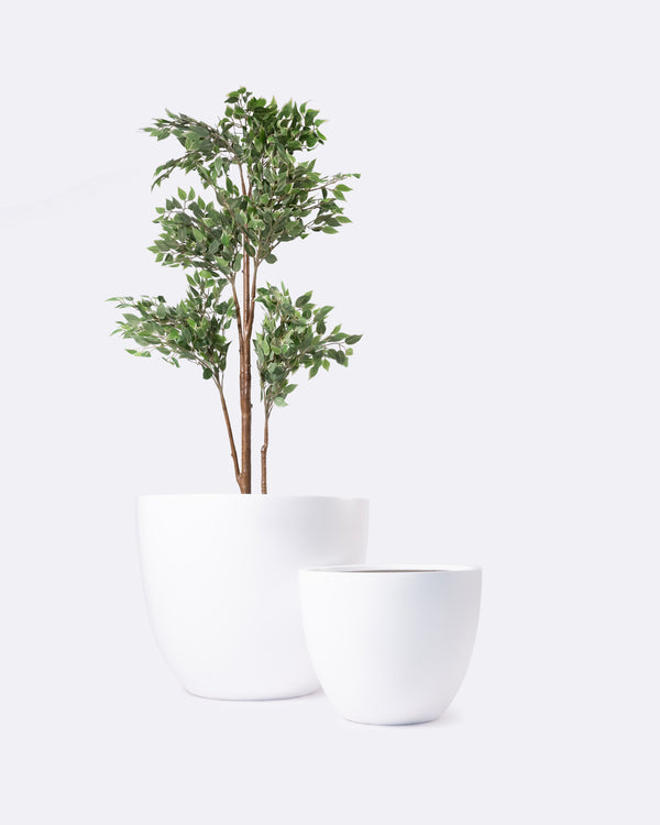 TEA CUP